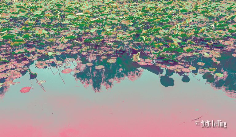 幻水浮荷